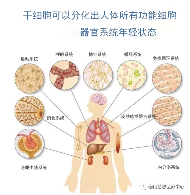 干细胞——激发机体再生活力.png